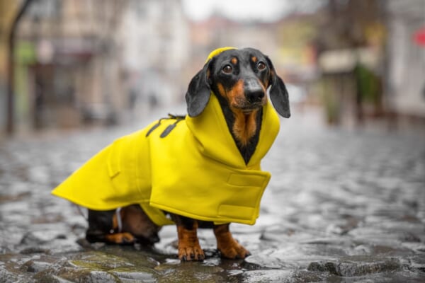 犬用レインコートは「泥はね」が防げてお散歩がラク！スムーズに着せるコツは？