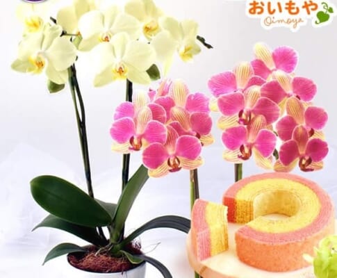 胡蝶蘭