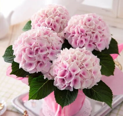 紫陽花